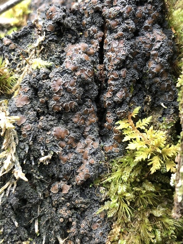 Brown-gray Moss-shingle Lichen