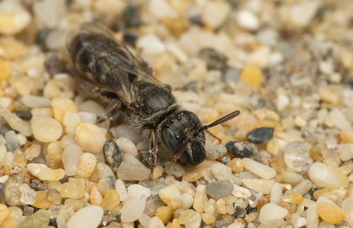 Chilicola travesia