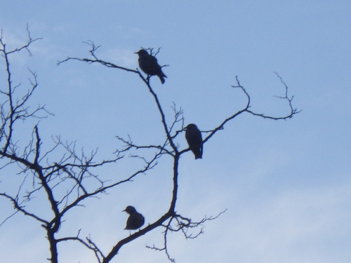 European Starling