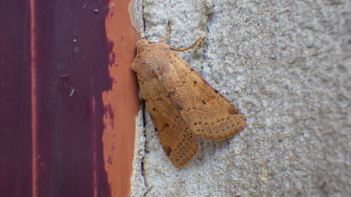 Beaded Chestnut