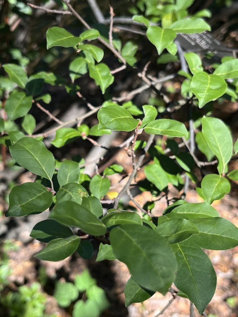 Elaeagnus multiflora