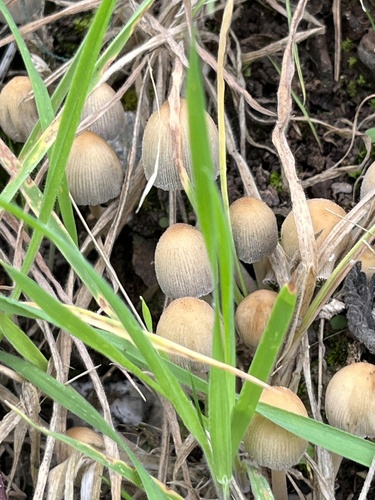 iNaturalist observation photo of Coprinellus