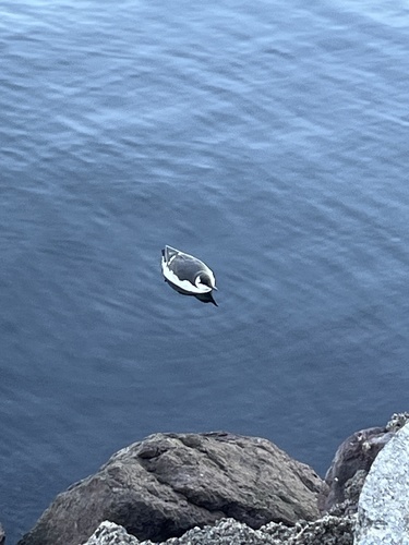 Common Murre