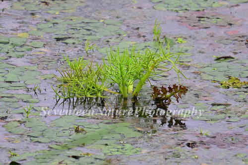 Ceratopteris chingii