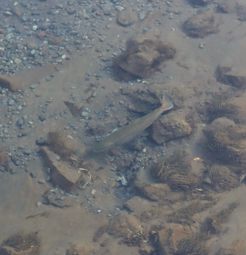 Salmo trutta