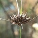 Rhynchospora gracilenta - Photo (c) arenicola, todos os direitos reservados, uploaded by arenicola