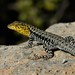 Braided Smooth-throated Lizard - Photo (c) Jorge, all rights reserved, uploaded by Jorge