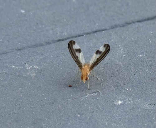 Unknown species found near Franklin St, Lenox, MA, US
