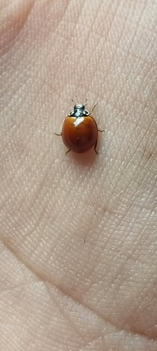 Spotless Lady Beetle