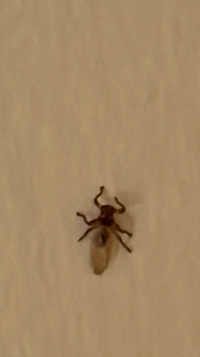 Unknown species found near Settlers Ln, Ridgefield, CT, US