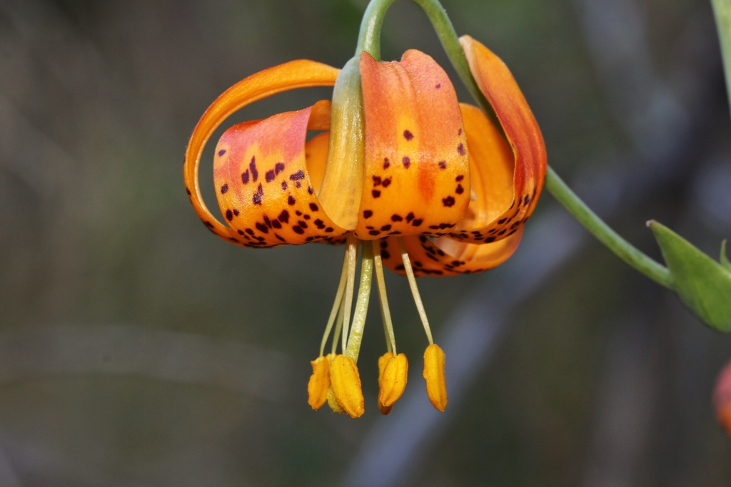 Azucenas (Género Lilium) · NaturaLista Mexico