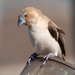 African Silverbill - Photo (c) Mason Maron, all rights reserved, uploaded by Mason Maron