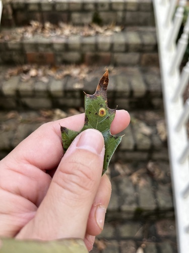 Unknown species found near Kings Valley Dr NE, Roswell, GA, US