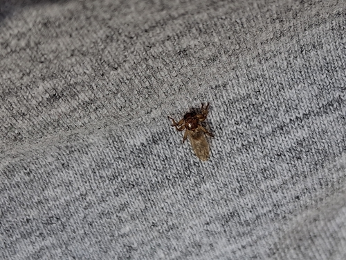 Unknown species found near Lehigh Township, PA, USA
