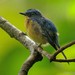 Bornean Blue Flycatcher - Photo (c) Chien Lee, all rights reserved, uploaded by Chien Lee