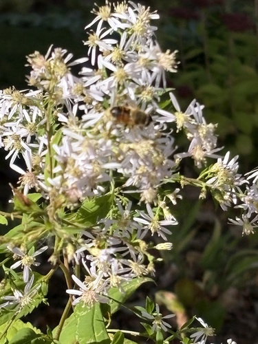 Unknown species found near Bragg Hill Rd, Norwich, VT, US