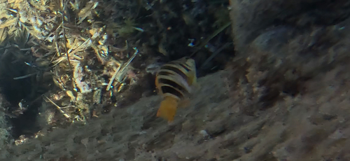 Serranus scriba