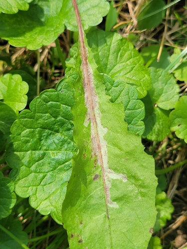 Unknown species found near Rock Creek Park, Rock Creek Park, District of Columbia County, US-DC, US