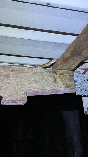 Brown Tree Snake sighting