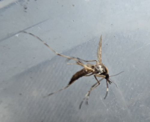 Unknown species found near Leipsic, DE 19901, USA