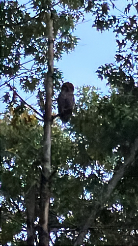 View observation of {o.common_name} on iNaturalist