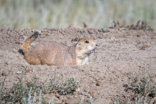 iNaturalist observation 2025-08-13