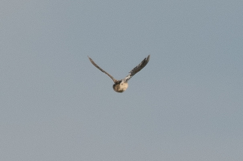 iNaturalist observation 2025-08-13