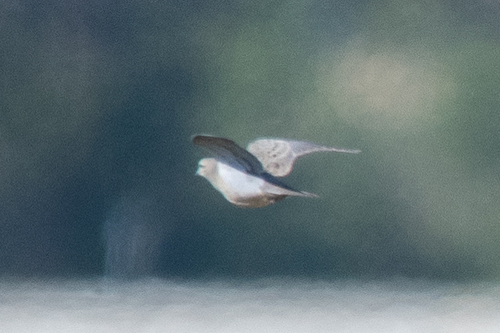 iNaturalist observation 2025-08-13