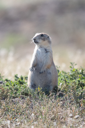 iNaturalist observation 2025-08-13