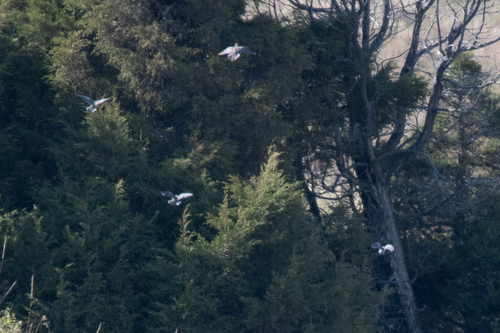 iNaturalist observation 2025-08-13