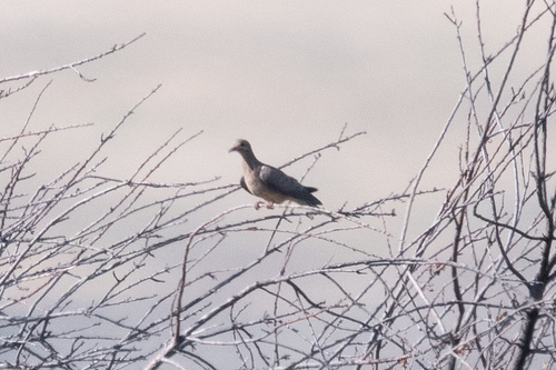 iNaturalist observation 2025-08-13