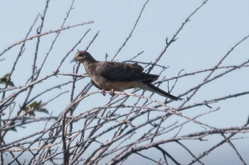 iNaturalist observation 2025-08-13