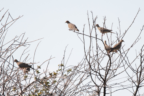 iNaturalist observation 2025-08-13