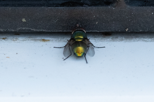Unknown species found near Johnson County, WY, USA