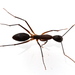 Long-legged Sugar Ant - Photo (c) Brandon Woo, all rights reserved, uploaded by Brandon Woo