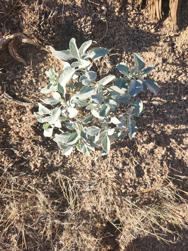 iNaturalist observation photo of brittlebushes