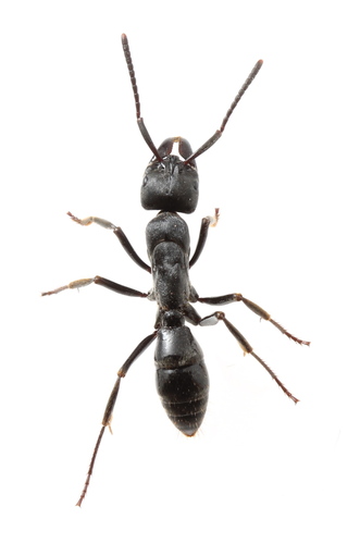 枪盾猛蚁属Paltothyreus