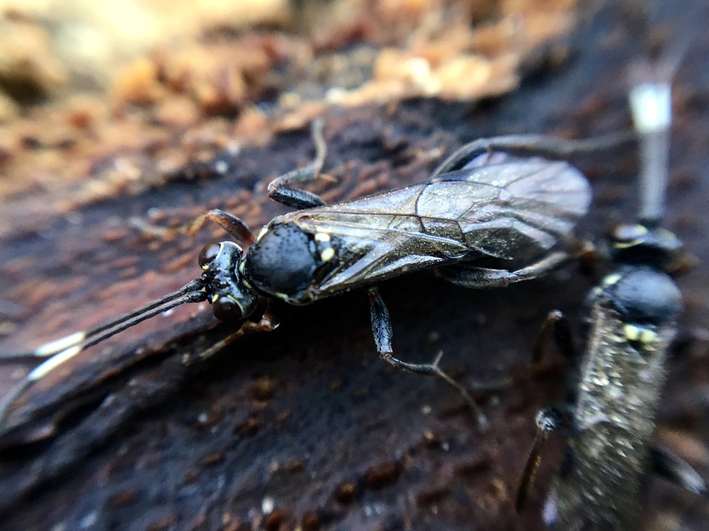 Ichneumonina from Priština, Pristina, Kosovo on December 16, 2019 at 12
