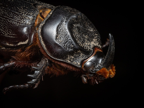 Coconut Rhinoceros Beetle