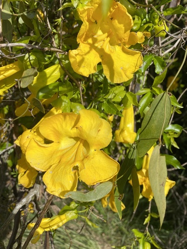 Catclaw vine