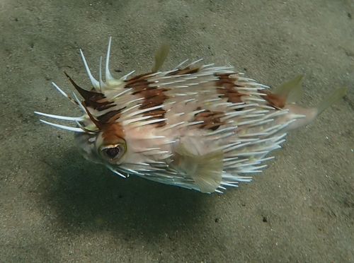 Longspined Porcupinefish