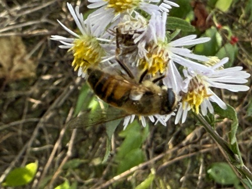 Unknown species found near E Woodland Ave, Springfield, PA, US