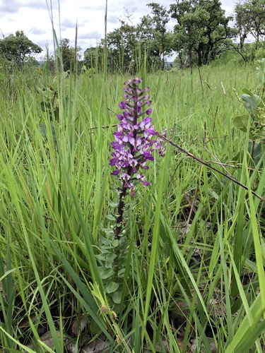 Brachycorythis ovata welwitschii