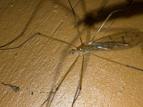 Unknown species found near Clear Lake Rd, Putnam Valley, NY, US