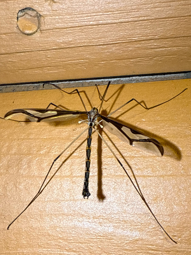 Unknown species found near Putnam County, US-NY, US