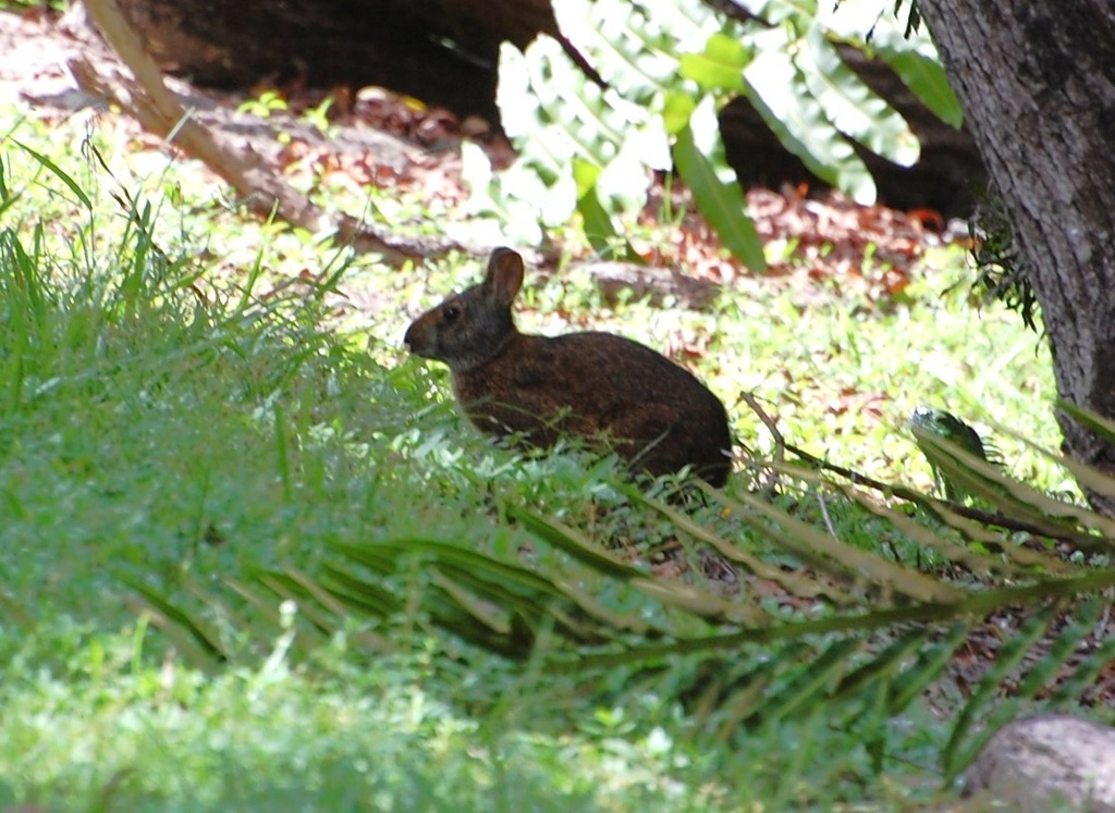 Florida Rabbit Marsh Rabbit from Palm Beach County, FL, USA on October 16, 2016 at 05: ...