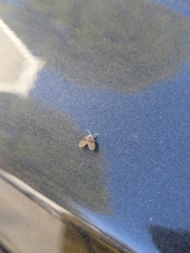 Unknown species found near Naugatuck, CT, USA