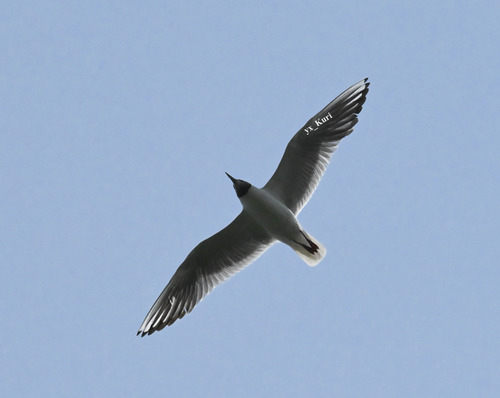 Black-headed Gull