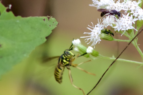 Unknown species found near California Woods Nature Preserve, Cincinnati, OH 45230, USA