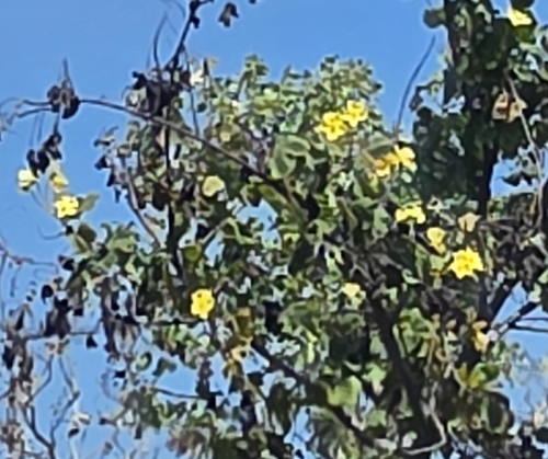 Yellow Kapok